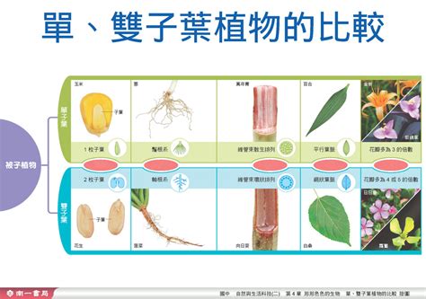 百合是單子葉還是雙子葉|單雙子葉大比拼